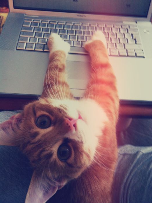 Cat typing