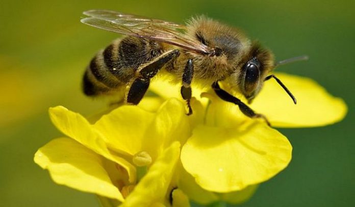 Bees extinction