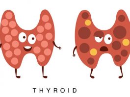 thyroid gland