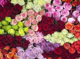 the colors of roses