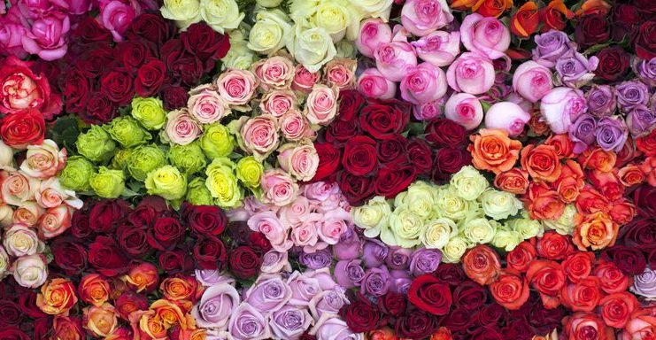 the colors of roses