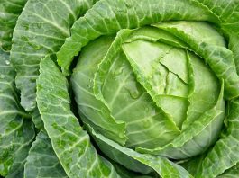 Cabbage Leaves to Remove the Paunch