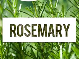 Benefits of Rosemary for the Paunch