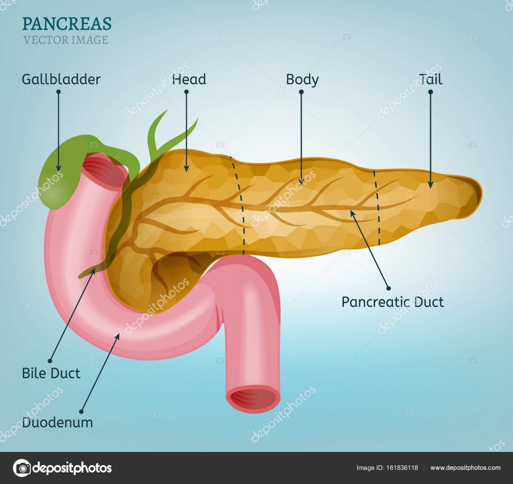 Легкие и поджелудочная железа. Поджелудочная железа pancreas. 3д атлас поджелудочная железа. Анатомический атлас поджелудочная железа. Pancreas рисунок.