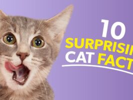 Facts About Cats