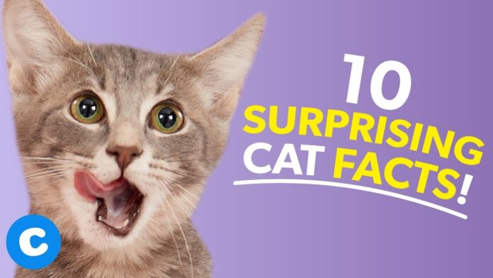 Facts About Cats